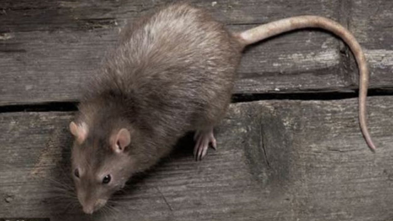 Avatar for Trapper John Rodent & Animal Specialists