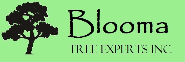Logo for Blooma Tree Experts Inc.