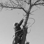 Avatar for Brady's Tree Service, LLC