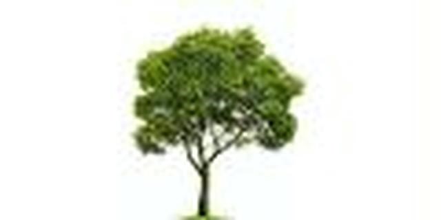 Avatar for Green Mountain Tree & Landscaping Service