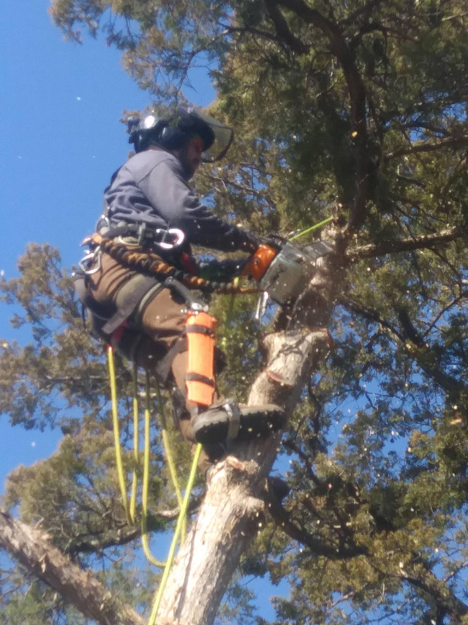 Avatar for Zion Tree Service