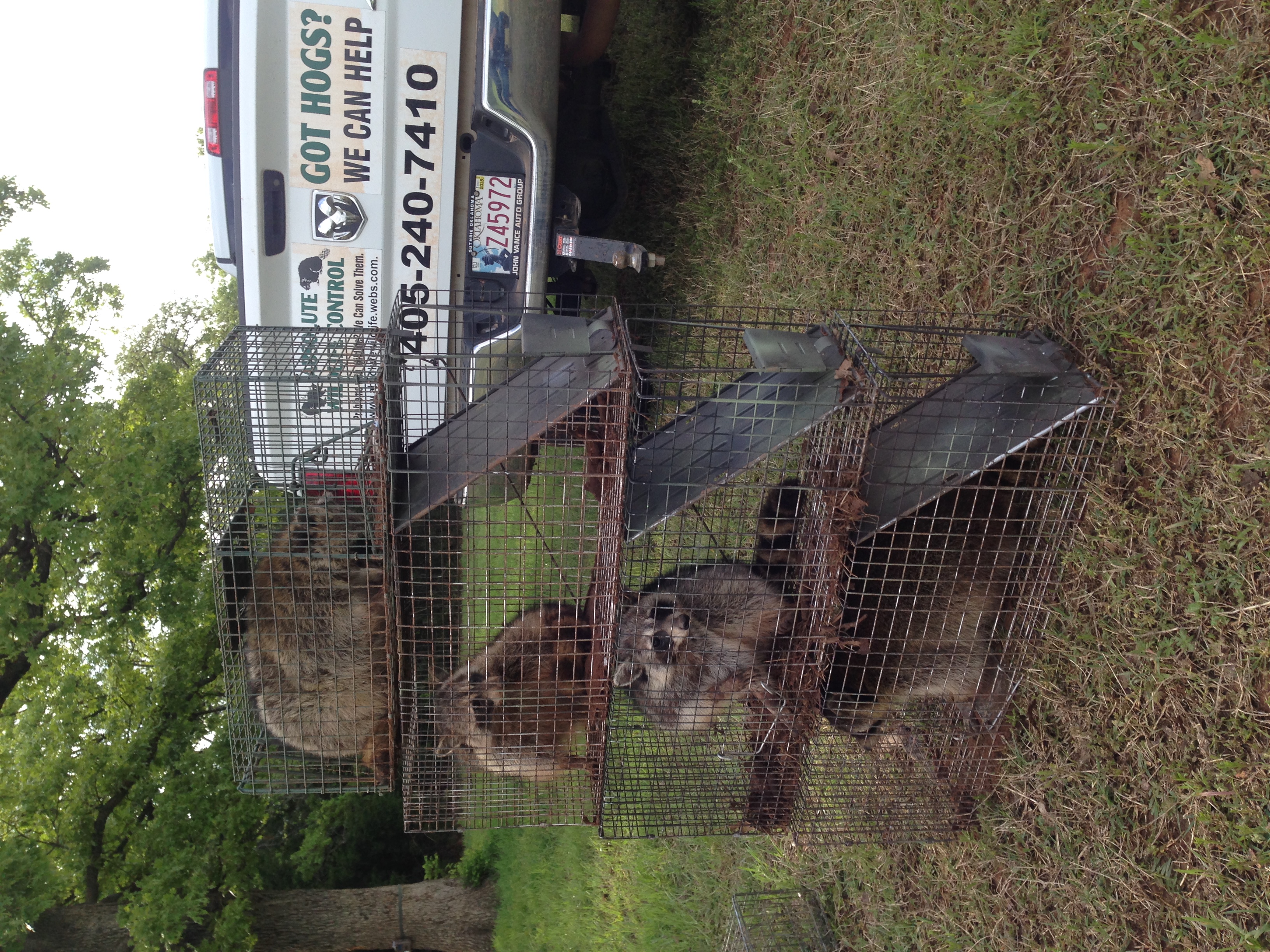 Logo for Absolute Wildlife Control