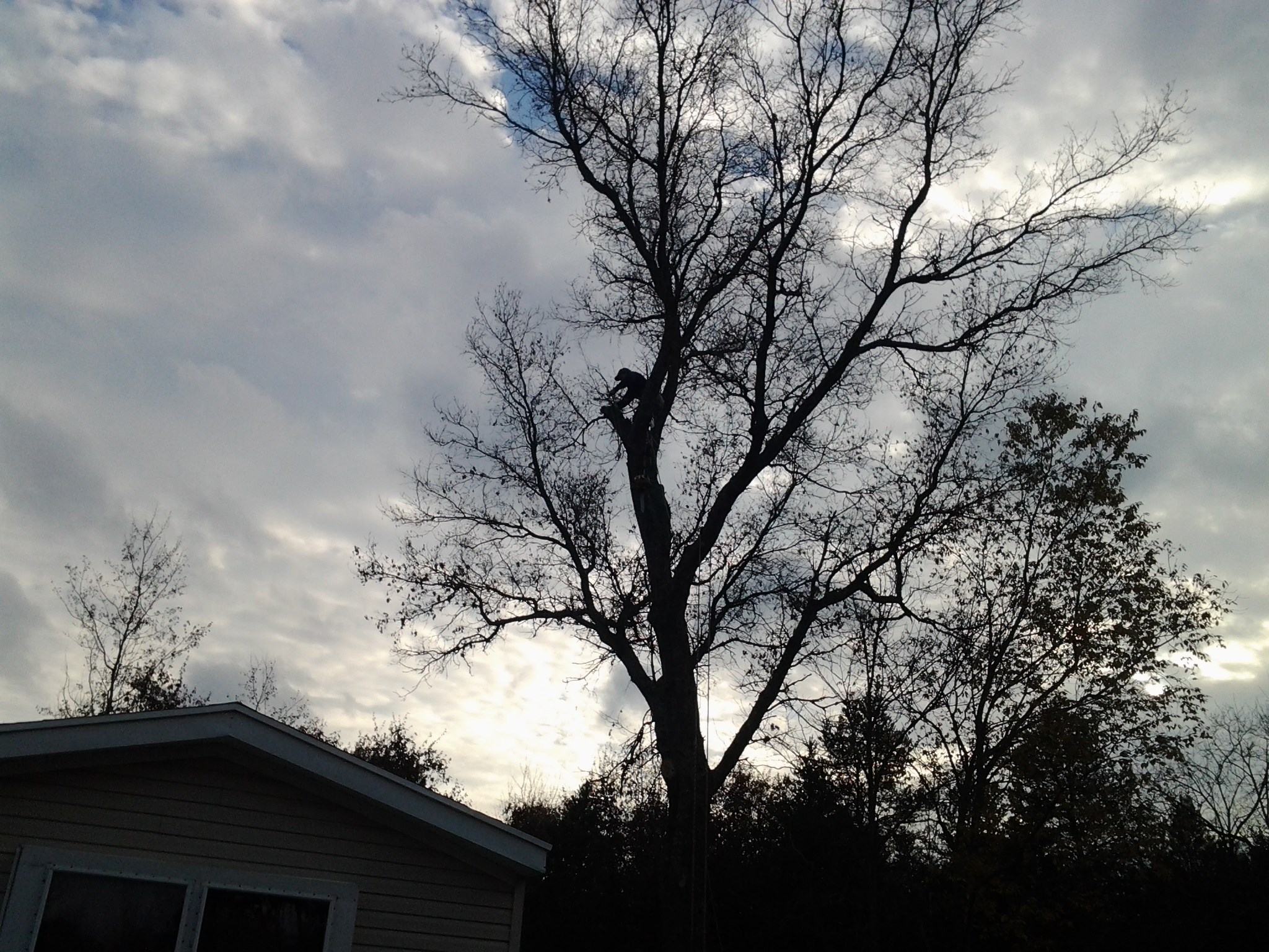 Avatar for Pacola Tree Services