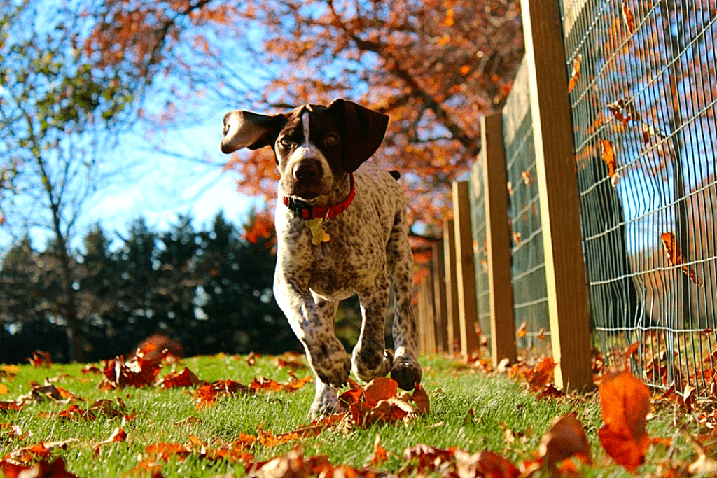 Avatar for Pet Stop of South Jersey