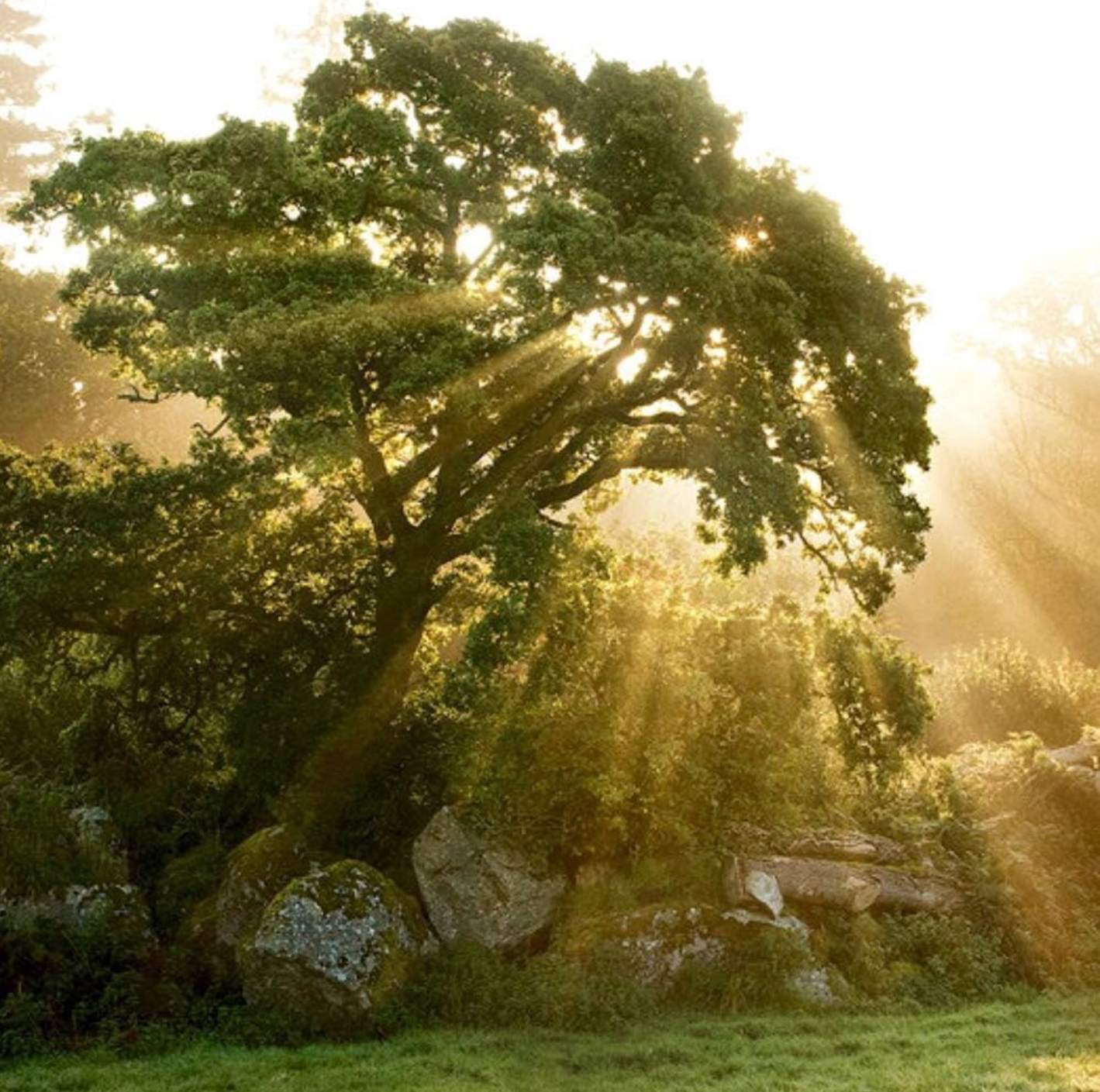 Avatar for Visione Landscaping Inc