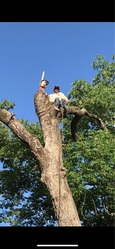 Arias Tree Service logo