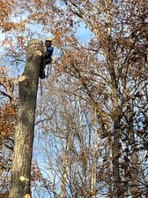 Logo for Legacy Tree Expert LLC