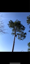 Logo for Southwest Tree Service