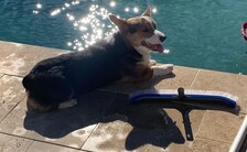 Avatar for Dusty's Pool Services, LLC