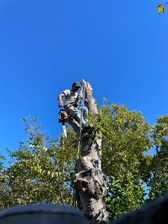 Avatar for Sanchez Tree Services
