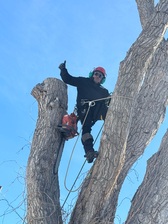 Avatar for Forester Tree Service