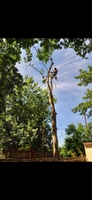 Avatar for M.M Tree and Landscaping L.L.C.