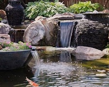 Avatar for Paradise Ponds