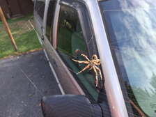 Avatar for Chadwick Exterminating