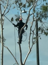 Avatar for Irapuato Tree Trimming - Unlicensed Contractor