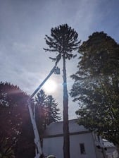 Avatar for Hilts Tree Service, LLC