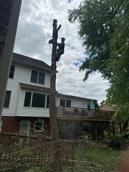 Eagles tree service logo