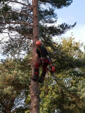 Avatar for Tall Wood Outdoor Specialist