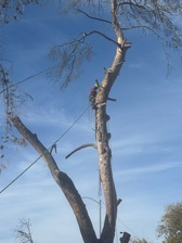 Arbor Barber Tree Service logo