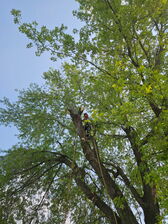 Avatar for D J&SONS TREE SERVICE LLC