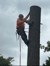 Logo for JMV Professional Tree Service