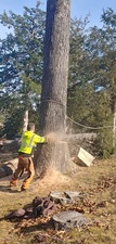 Logo for Patriot Tree Service