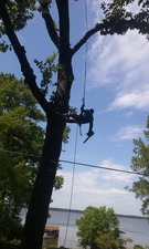 AAA Tree and Lawn Service logo