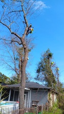 Avatar for Tierra Caliente Tree Service