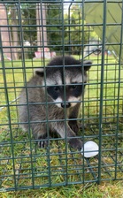 Avatar for Guardian Wildlife Solutions