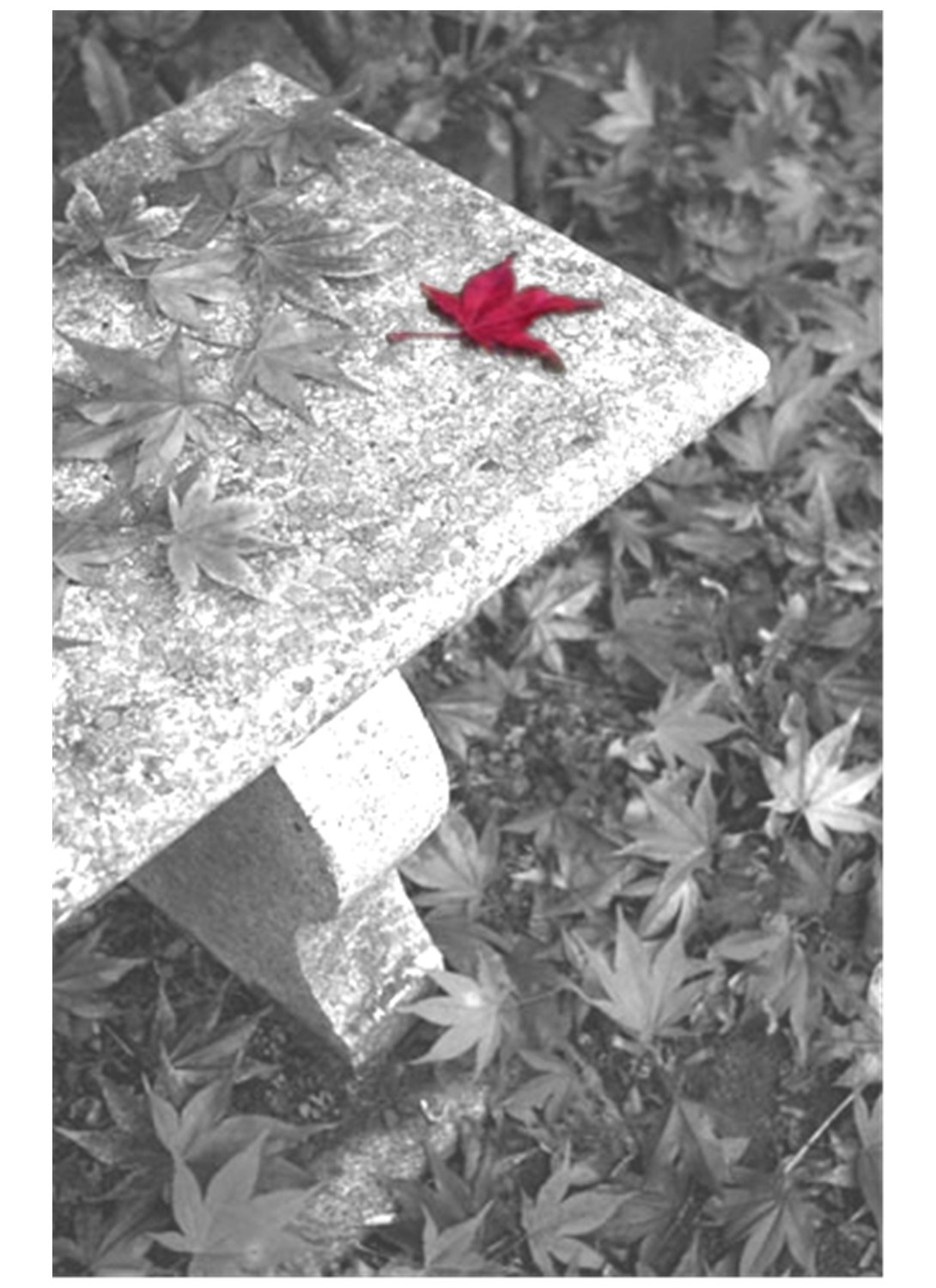 SANCTUARY TREE & GARDEN CARE LLC logo