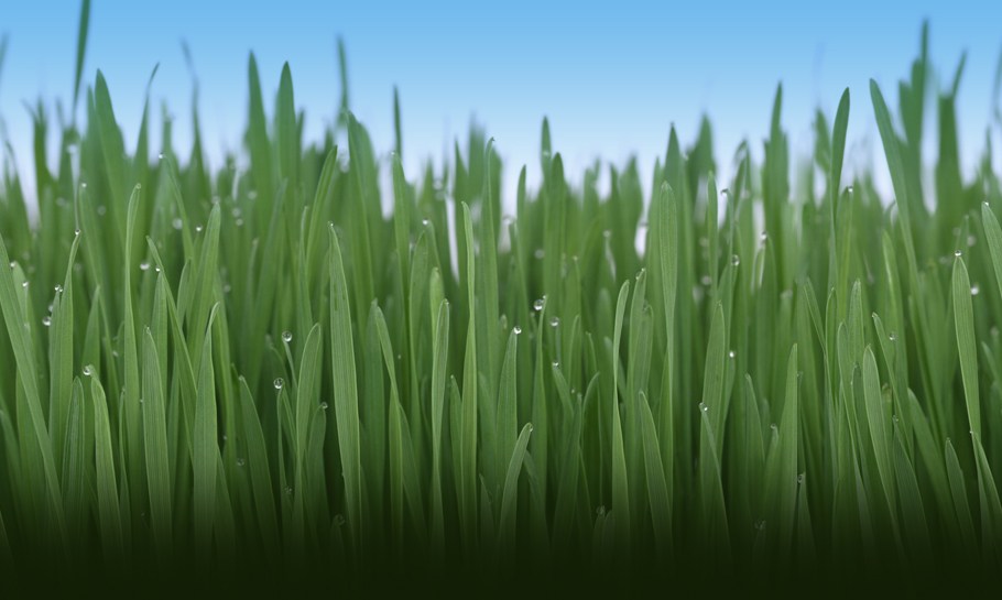 The Sprinkler Techs logo