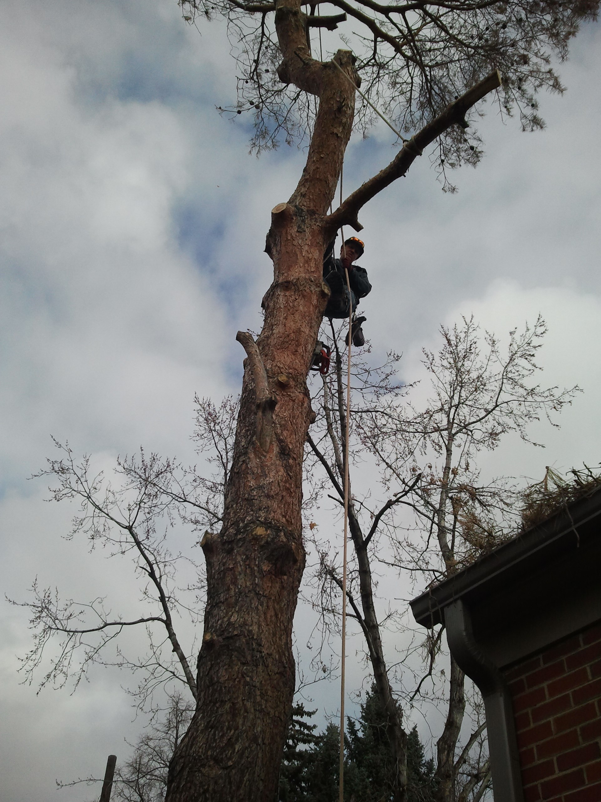 avp tree services logo