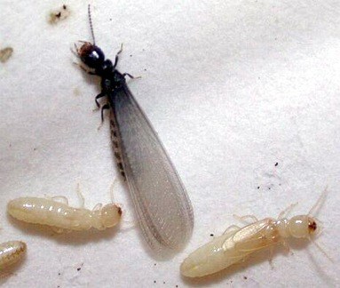 Spectrum Environmental Pest Control logo