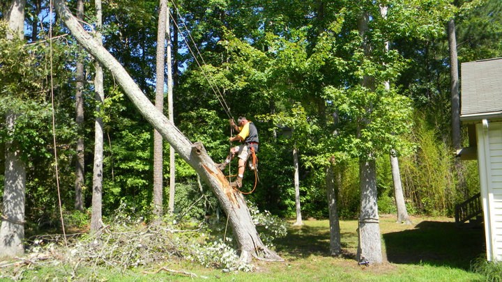 Logo for Aarons Tree Removal