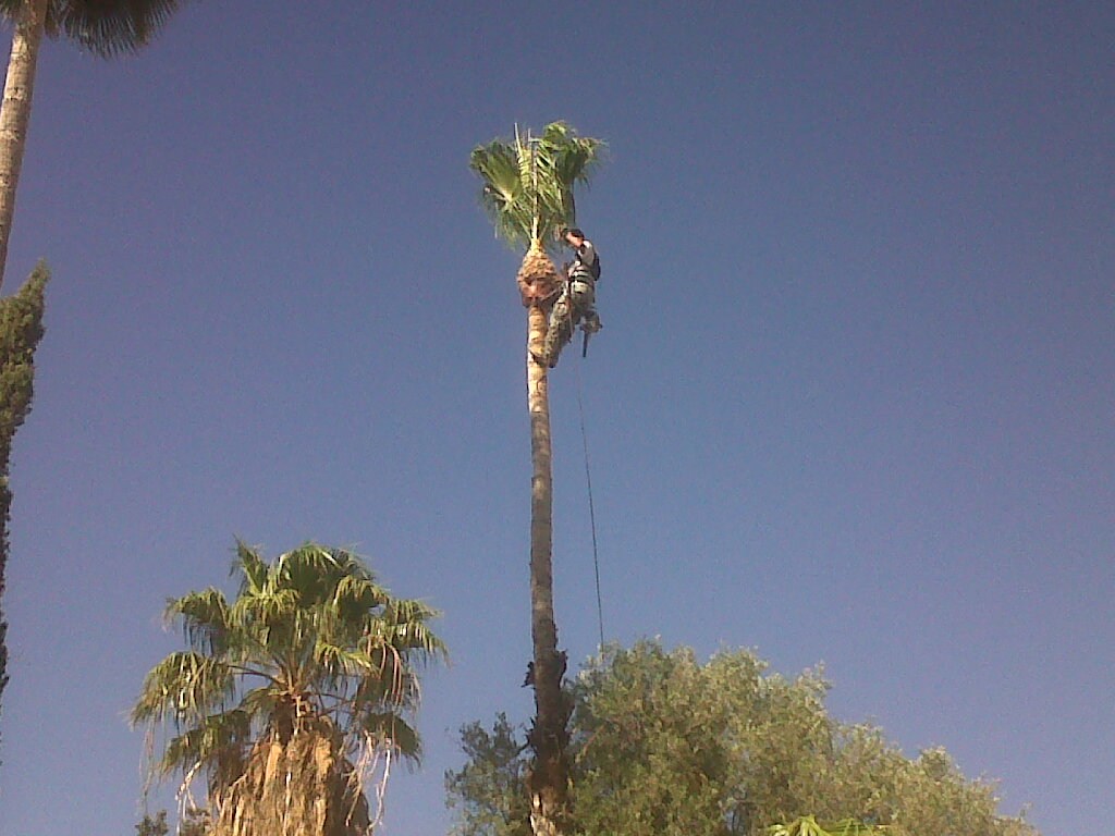 Arizonas Tree Tech logo
