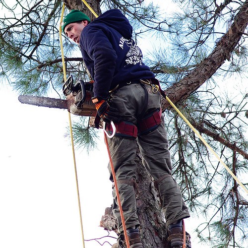 Alegre Tree Service logo