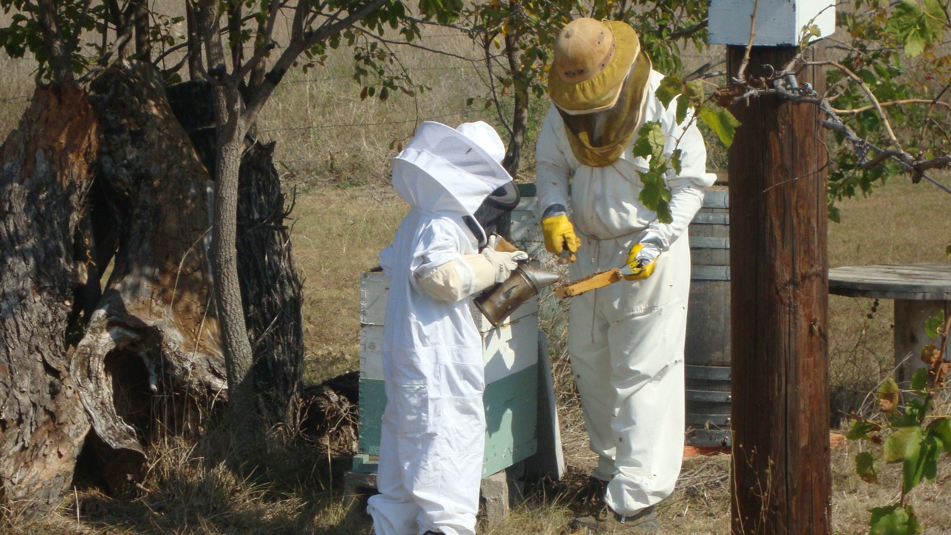 Home & Hive logo