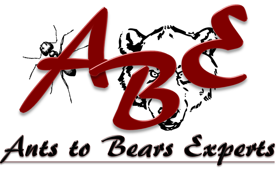 Avatar for Ants to Bears Experts