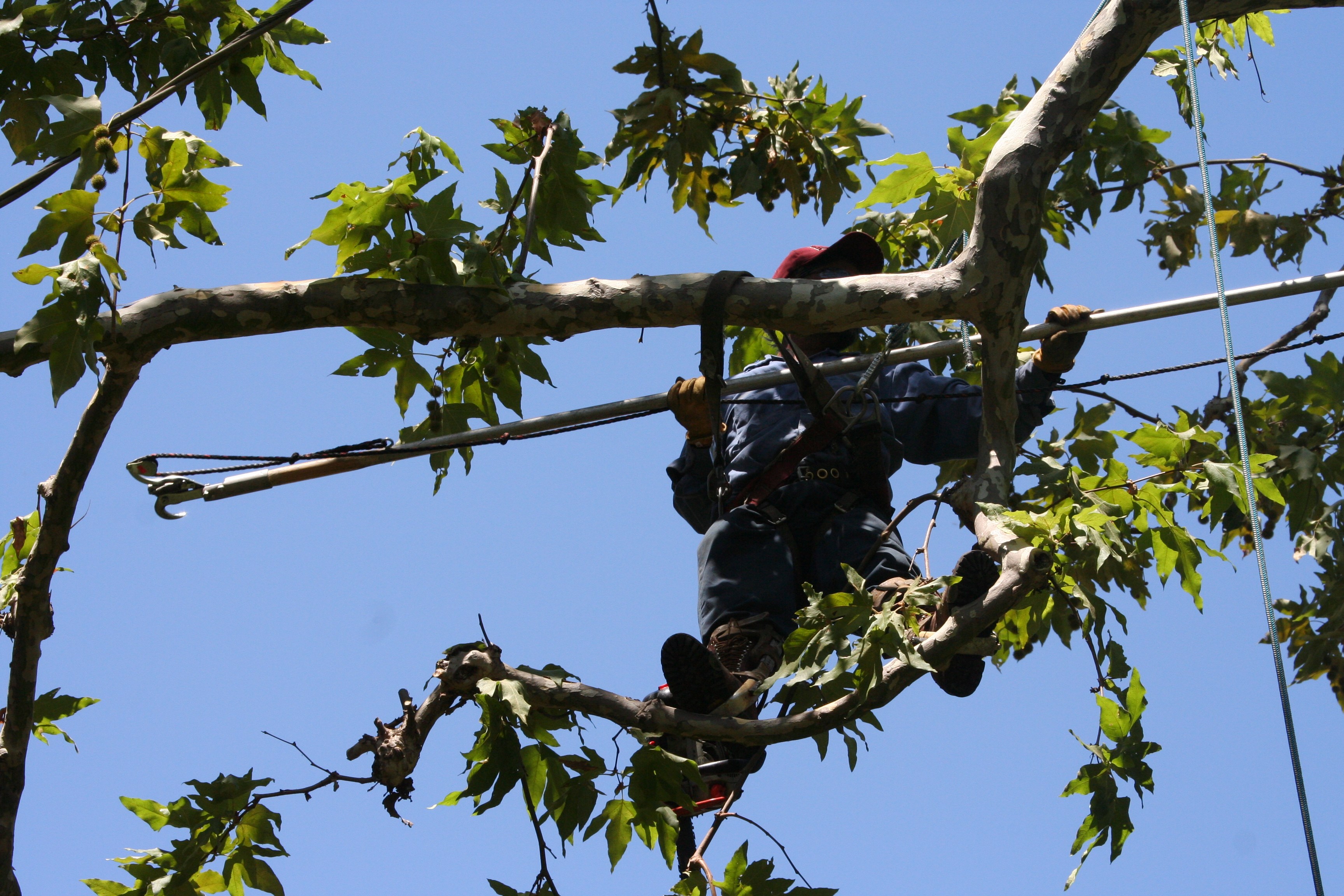 Eccono Tree Care logo