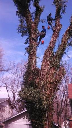 Avatar for Marc's Tree Service