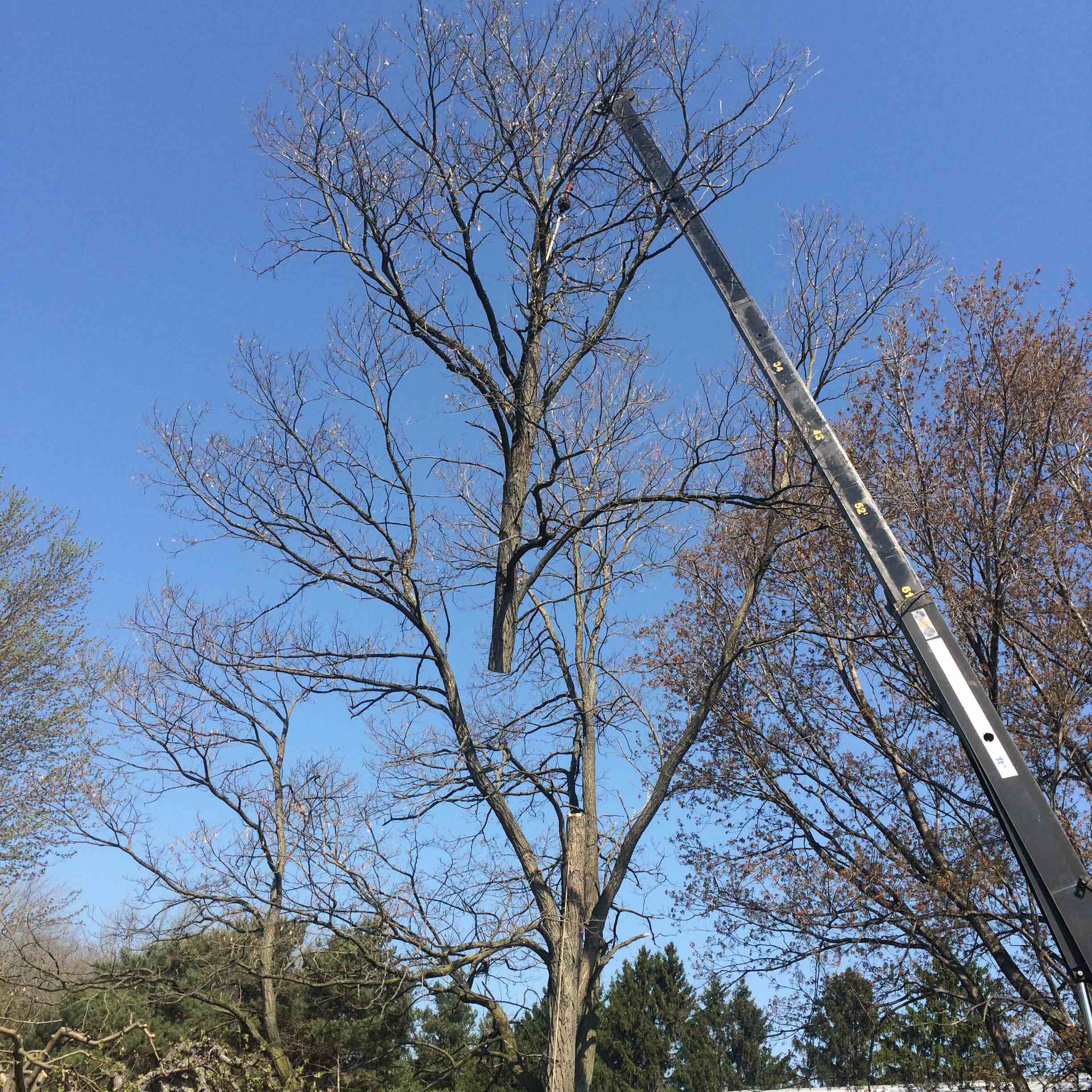 Avatar for Canco Tree Service
