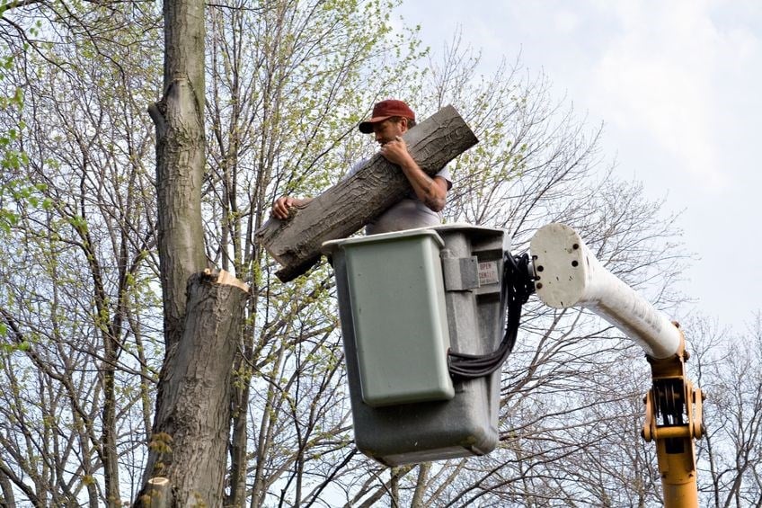 Logo for Yorkshire Tree Service Inc