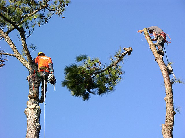 Stillwell's Tree Services logo