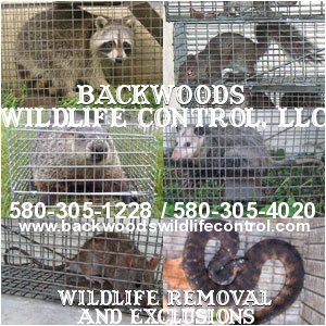 Backwoods Wildlife Control logo