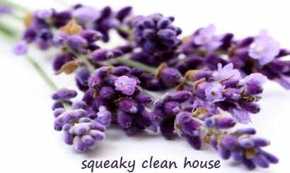 Squeaky Clean House logo