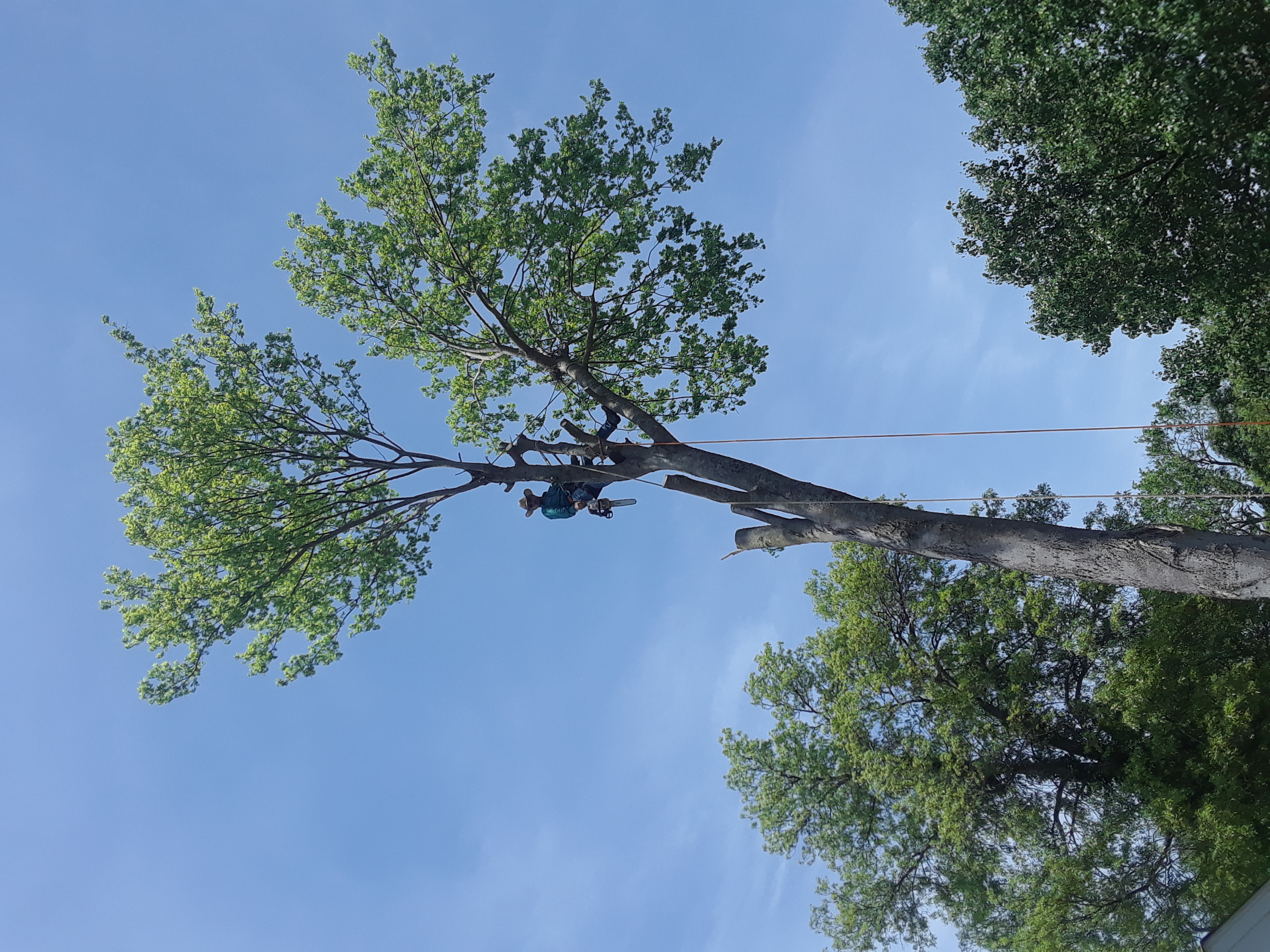 AB Tree Service logo