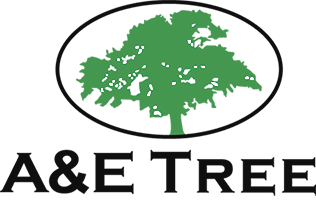 Avatar for A & E Tree