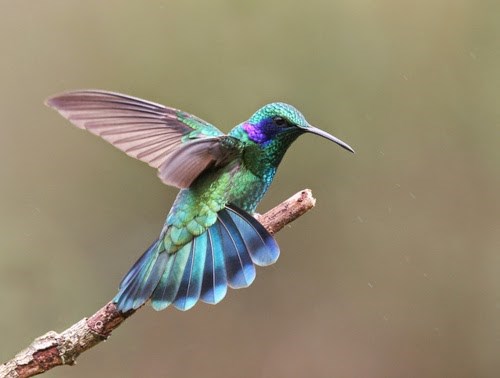 Blue  Bird Cleaning logo