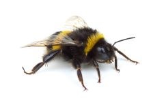 BumbleBeee Communications logo