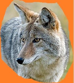 Tennessee Wild Animal Removal logo